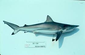 Image result for Carcharhinus brevipinna