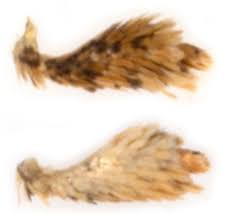 Attēlu rezultāti vaicājumam “Cochylis dubitana”