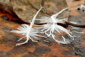 Attēlu rezultāti vaicājumam “Athelia pyriformis”