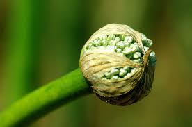 Attēlu rezultāti vaicājumam “Allium sativum bud”