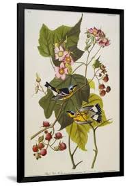 Image result for Dendroica magnolia