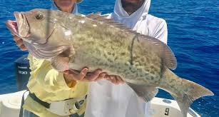 Image result for Mycteroperca microlepis