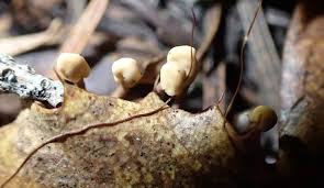 Attēlu rezultāti vaicājumam “Heyderia abietis”