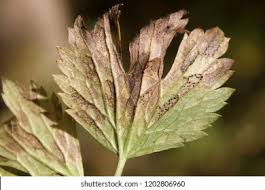 Attēlu rezultāti vaicājumam “Ranunculus repens leaf”