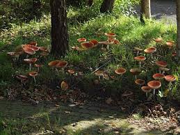 Image result for vliegenzwam