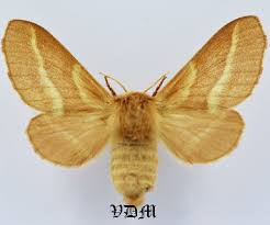 Attēlu rezultāti vaicājumam “Malacosoma castrensis”