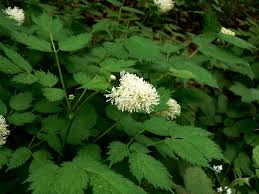 Attēlu rezultāti vaicājumam “Actaea spicata flower”