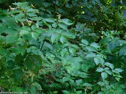 Attēlu rezultāti vaicājumam “Rubus nessensis”