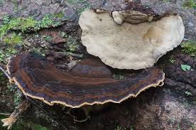 Attēlu rezultāti vaicājumam “Ischnoderma benzoinum”