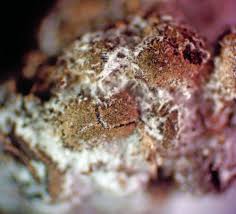 Attēlu rezultāti vaicājumam “Badhamiopsis macrospora macro”