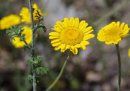 Image result for Anthemis tinctoria