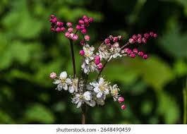 Attēlu rezultāti vaicājumam “Filipendula vulgaris bud”