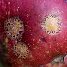 Attēlu rezultāti vaicājumam “Nectria sp., Neonectria sp.”