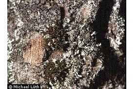 Attēlu rezultāti vaicājumam “Orthotrichum pumilum”