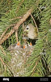 Attēlu rezultāti vaicājumam “Regulus regulus adult”