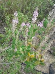 Attēlu rezultāti vaicājumam “Arthonia byssacea”