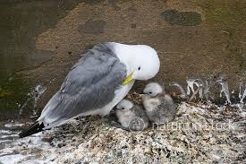 Attēlu rezultāti vaicājumam “Rissa tridactyla adult”