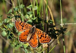 Attēlu rezultāti vaicājumam “Melitaea didyma”