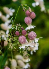 Attēlu rezultāti vaicājumam “Silene viscaria bud”