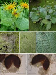 Attēlu rezultāti vaicājumam “Telekia speciosa leaf”