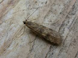 Attēlu rezultāti vaicājumam “Nomophila noctuella”