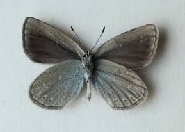 Attēlu rezultāti vaicājumam “Thecabius affinis imago”