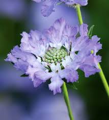 Image result for scabiosa caucasica