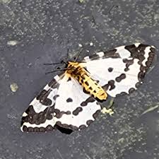 Attēlu rezultāti vaicājumam “Abraxas grossulariata larva”