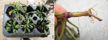 Attēlu rezultāti vaicājumam “Diachea dictyospora (syn. Craterium dictyosporum) stalked”