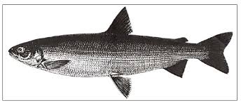 Image result for Coregonus huntsmani