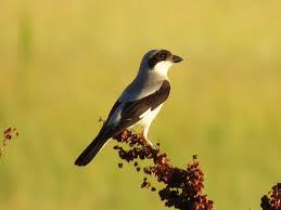 Image result for Lanius minor