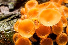 Attēlu rezultāti vaicājumam “Ascomycota”