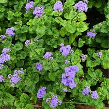 Image result for Ageratum houstonianum