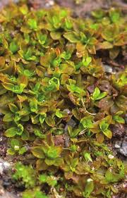 Attēlu rezultāti vaicājumam “Syntrichia latifolia”