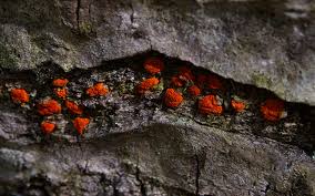 Attēlu rezultāti vaicājumam “Nectria sp., Neonectria sp.”