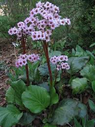 Attēlu rezultāti vaicājumam “Bergenia crassifolia flower”