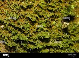 Attēlu rezultāti vaicājumam “Metzgeria furcata”