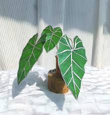 Attēlu rezultāti vaicājumam “Callicladium haldanianum”