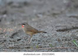 Image result for Luscinia calliope