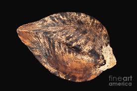 Attēlu rezultāti vaicājumam “Fagopyrum esculentum fruit”