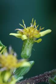 Attēlu rezultāti vaicājumam “Solidago virgaurea bud”