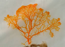 Attēlu rezultāti vaicājumam “Willkommlangea reticulata spores”