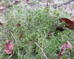 Attēlu rezultāti vaicājumam “Sphagnum fimbriatum”