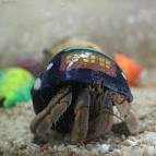 cavipes) as pet animal - via Daymix