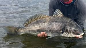 Image result for Pogonias cromis