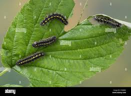 Attēlu rezultāti vaicājumam “Callimorpha dominula imago”