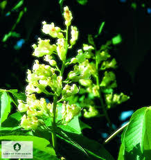 Attēlu rezultāti vaicājumam “Aesculus flava flower”
