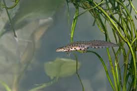 Attēlu rezultāti vaicājumam “Triturus vulgaris male”