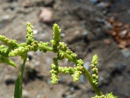 Image result for Chenopodium ambrosioides