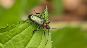 Attēlu rezultāti vaicājumam “Gaurotes virginea”
